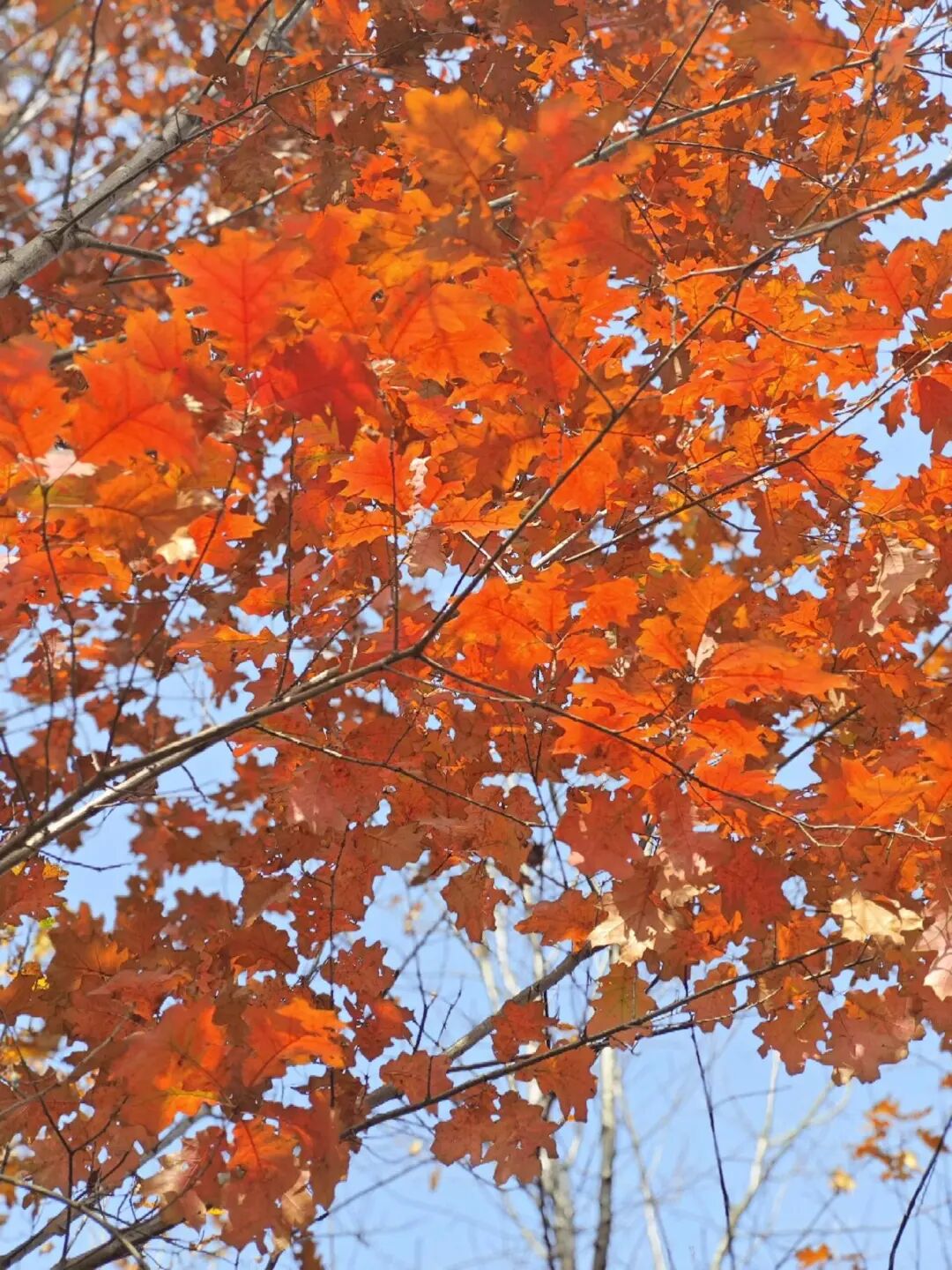 逃离城市计划启动→板桥响冲！