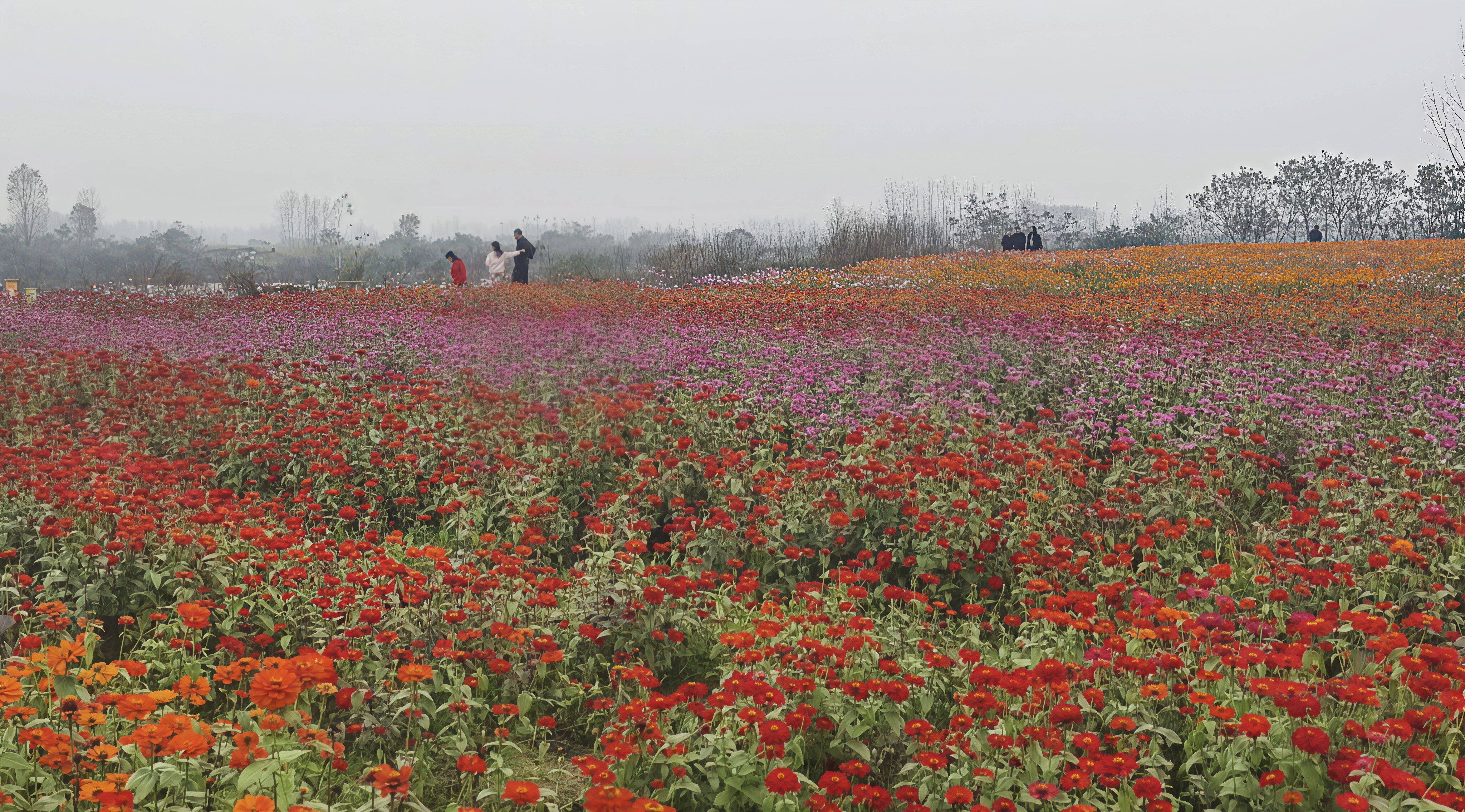 冬日限定浪漫！驻马店天边花海逆势绽放，寒冬里藏着“春日盛景”
