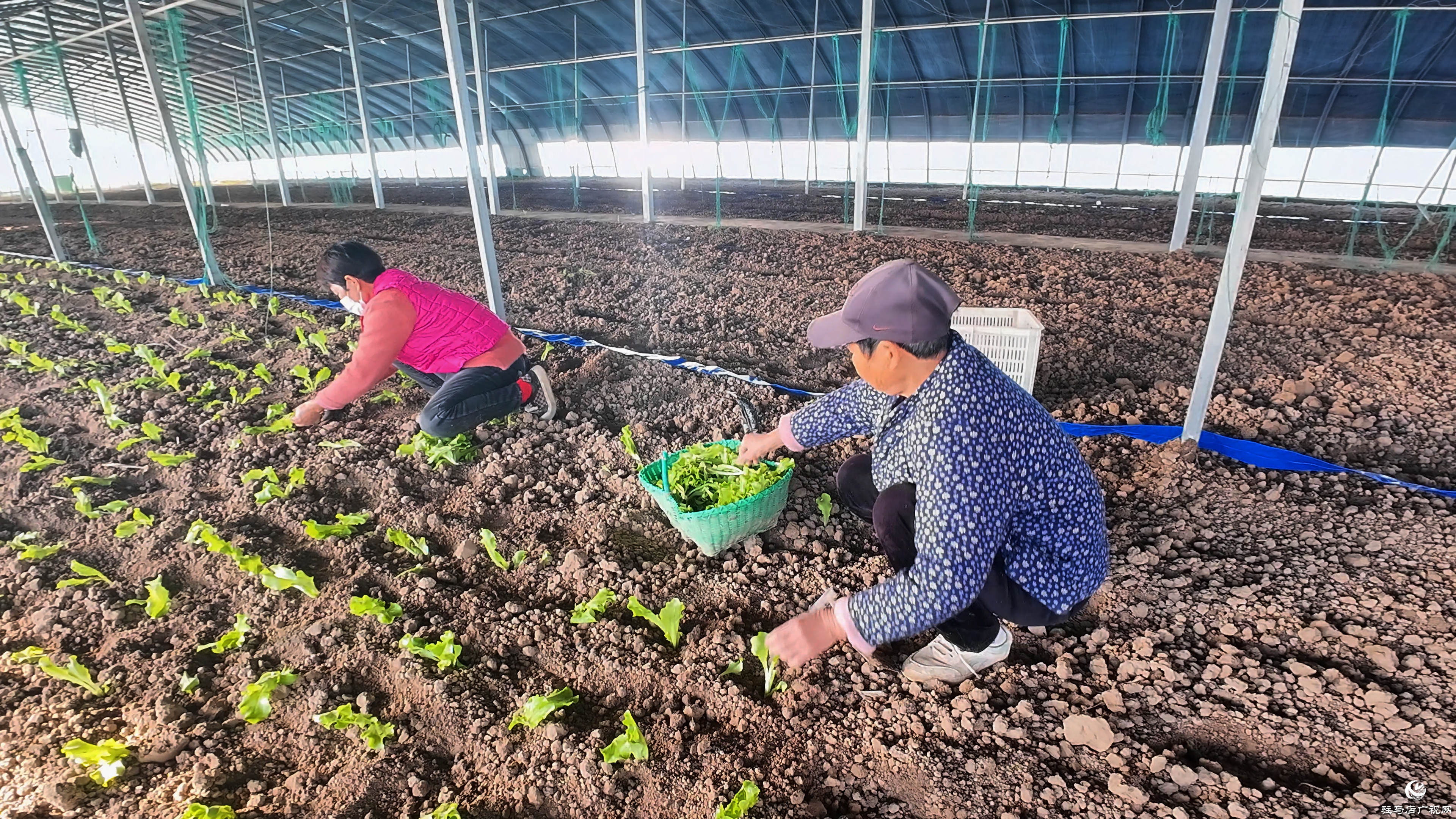 正阳县熊寨镇王楼村：订单农业稳产保供 赋能乡村振兴