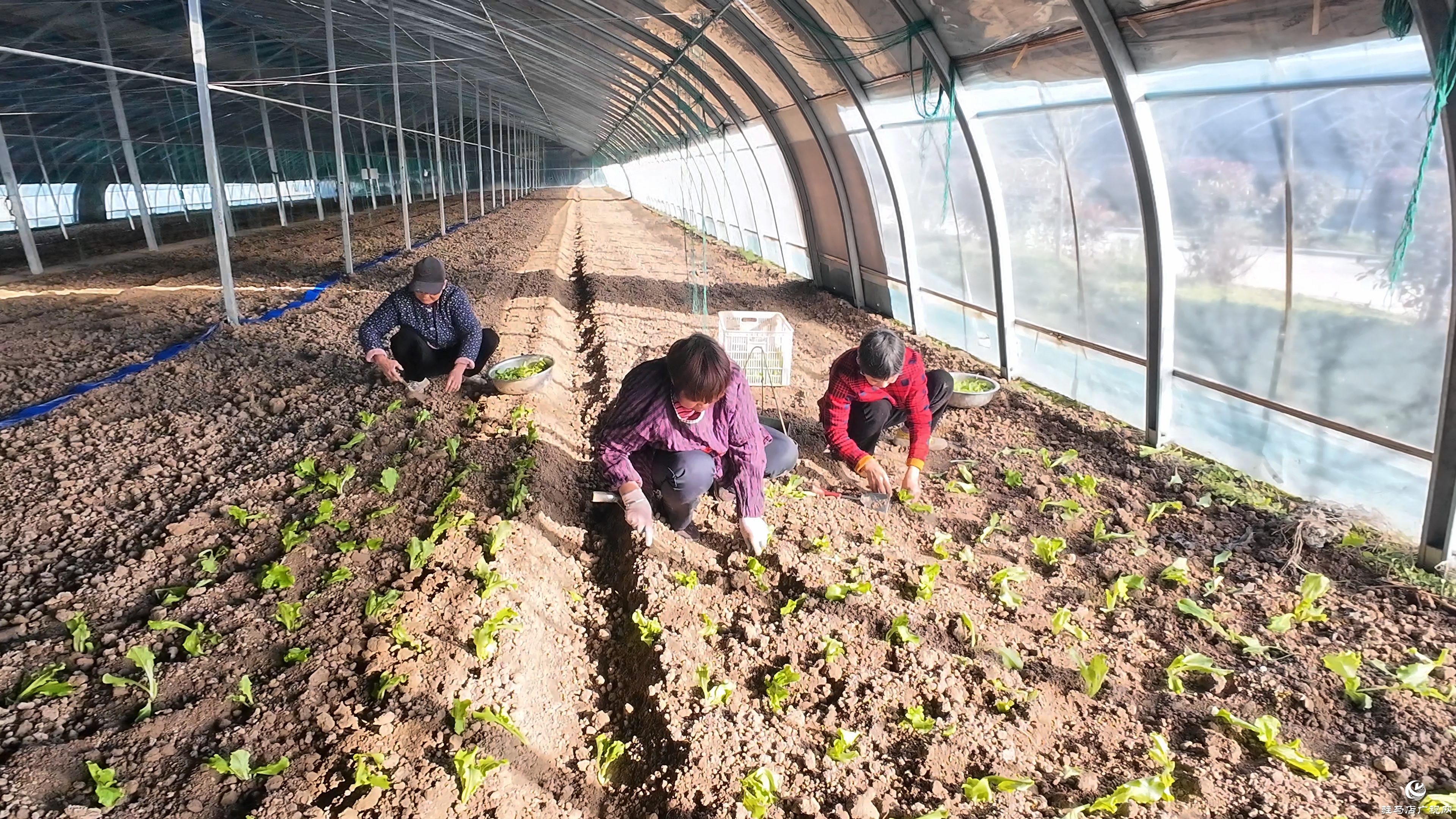 正阳县熊寨镇王楼村：订单农业稳产保供 赋能乡村振兴