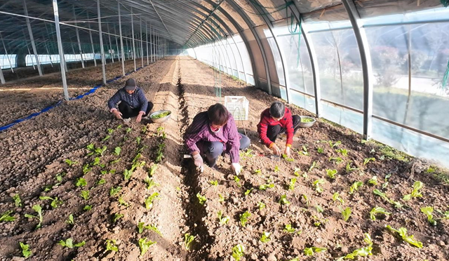 正阳县熊寨镇王楼村：“订单农业”稳产保供 激活乡村振兴新动能