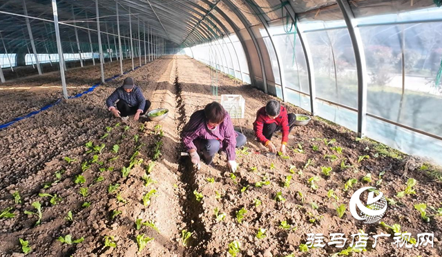 正阳县熊寨镇王楼村：“订单农业”稳产保供 激活乡村振兴新动能