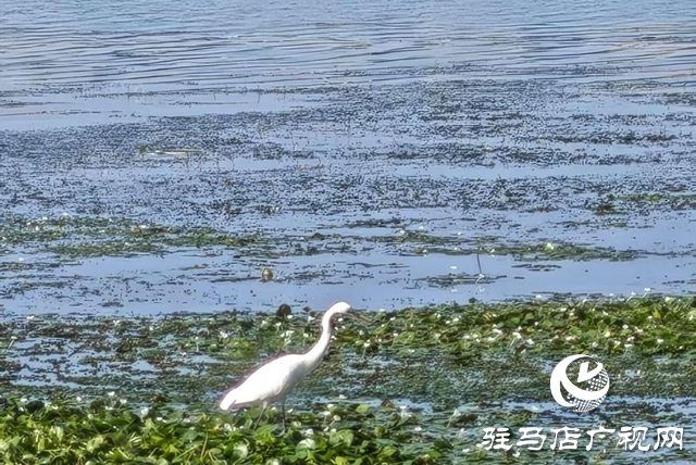 驻马店人民公园：生态与文化双提升 焕新城市“会客厅”