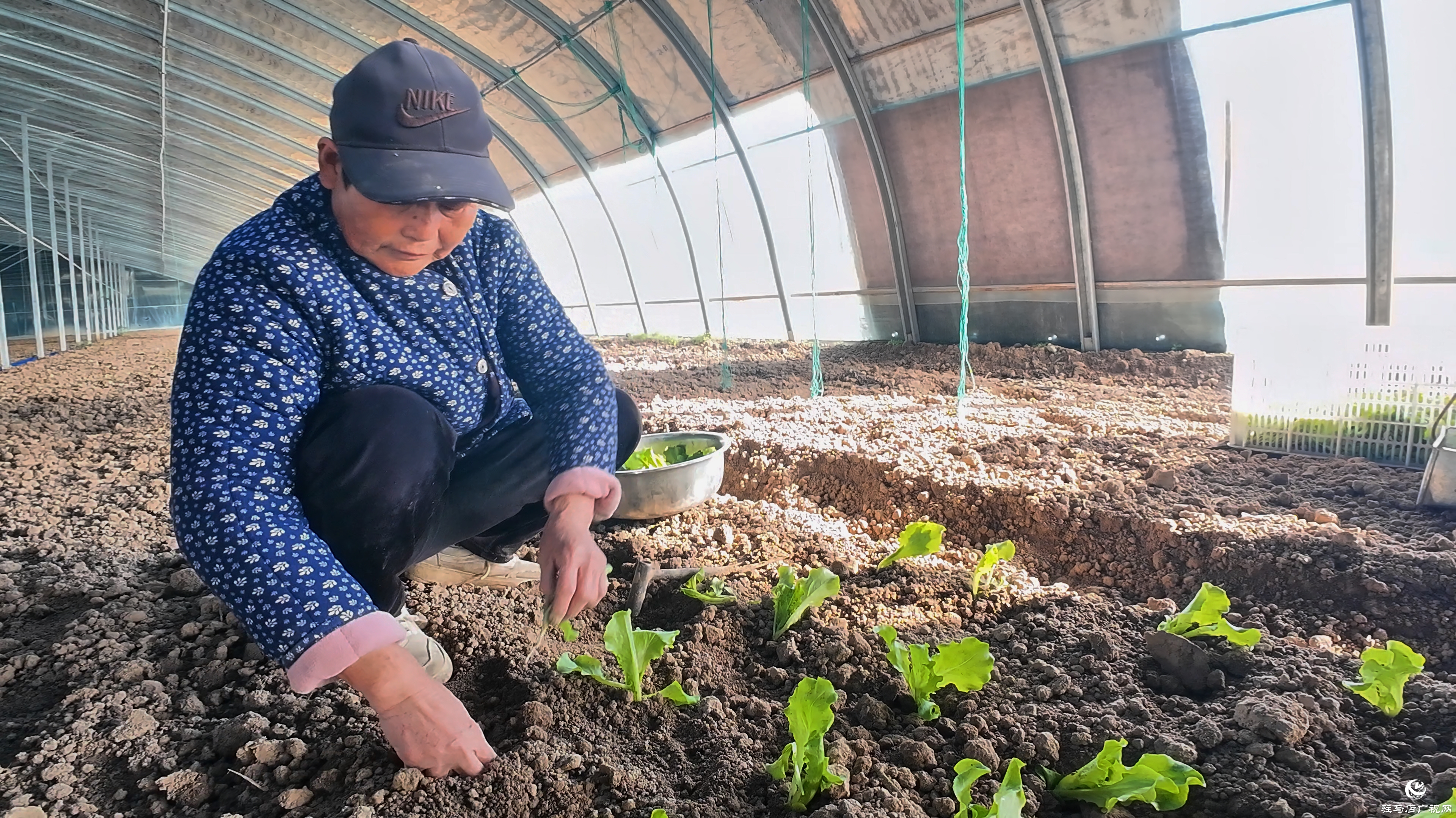 正阳县熊寨镇王楼村：订单农业稳产保供 赋能乡村振兴