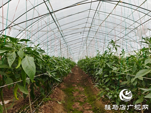 泌阳县郭集镇:大棚织就绿富美 产业赋能乡村兴