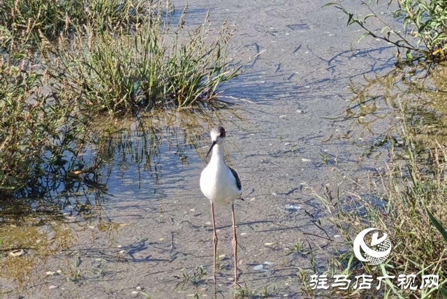 驻马店人民公园：生态与文化双提升 焕新城市“会客厅”