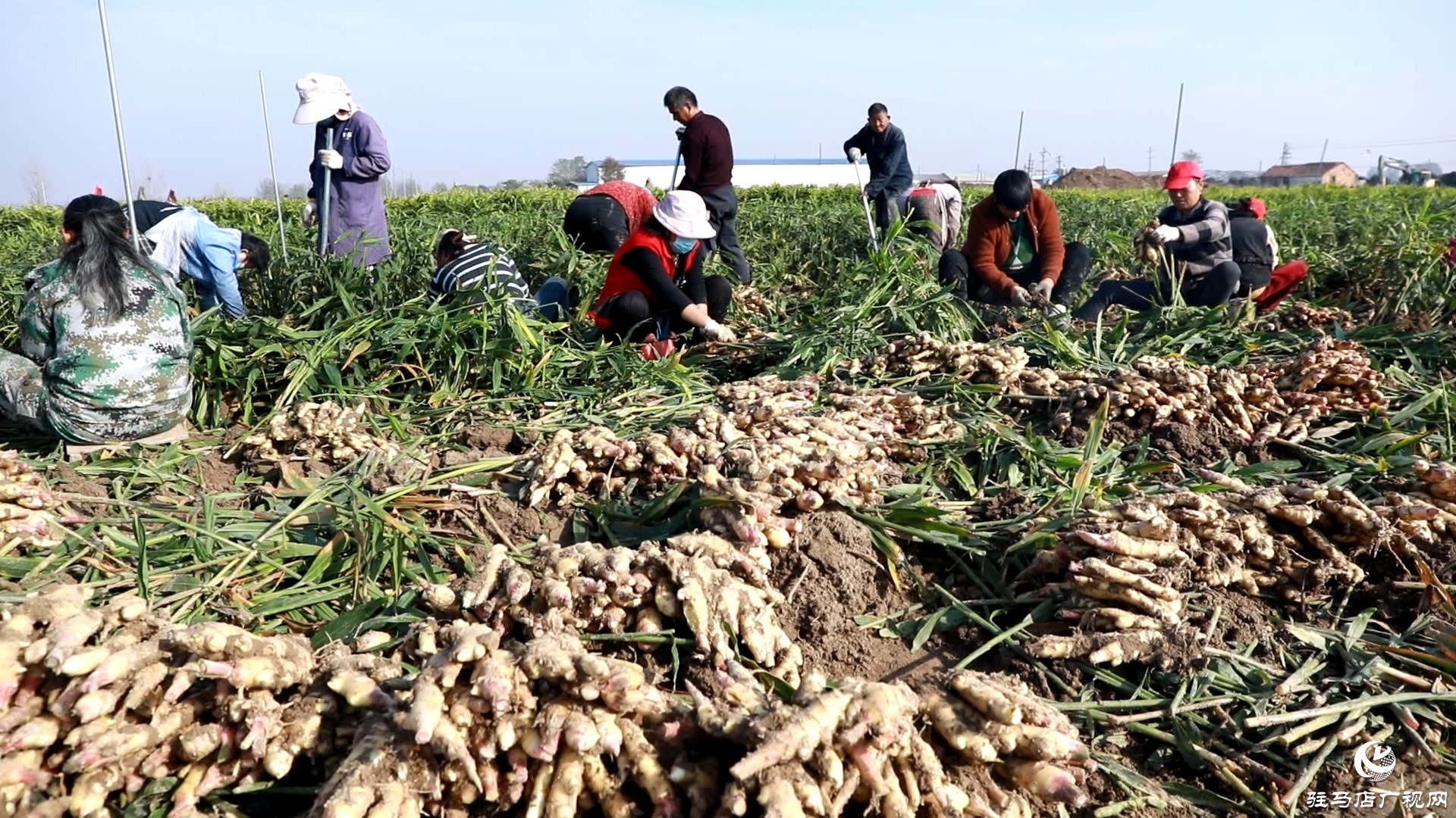 正阳慎水乡：小生姜撑起致富路 特色种植富乡邻