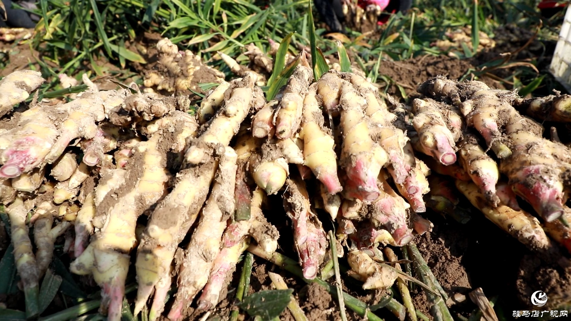 正阳慎水乡：小生姜撑起致富路 特色种植富乡邻