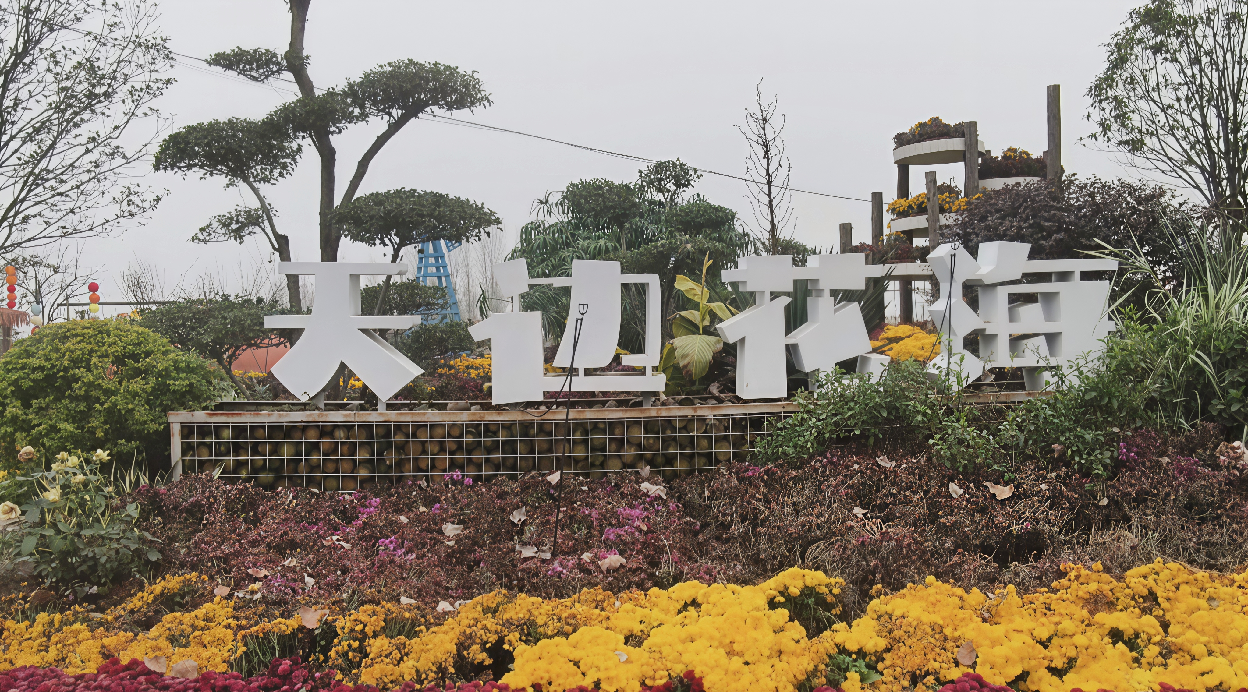 冬日限定浪漫！驻马店天边花海逆势绽放，寒冬里藏着“春日盛景”