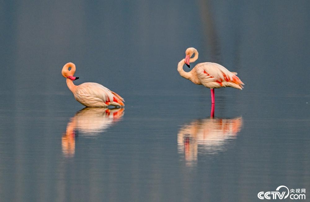 山西运城：火烈鸟在盐湖湿地栖息