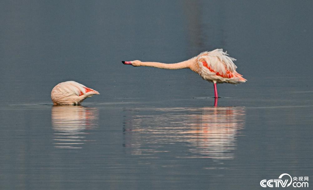 山西运城：火烈鸟在盐湖湿地栖息