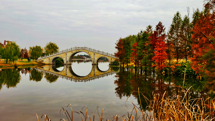 县区动态｜水杉披“红装” 晴光暖玉湖