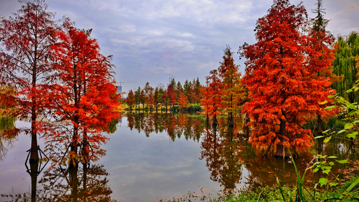 县区动态｜水杉披“红装” 晴光暖玉湖