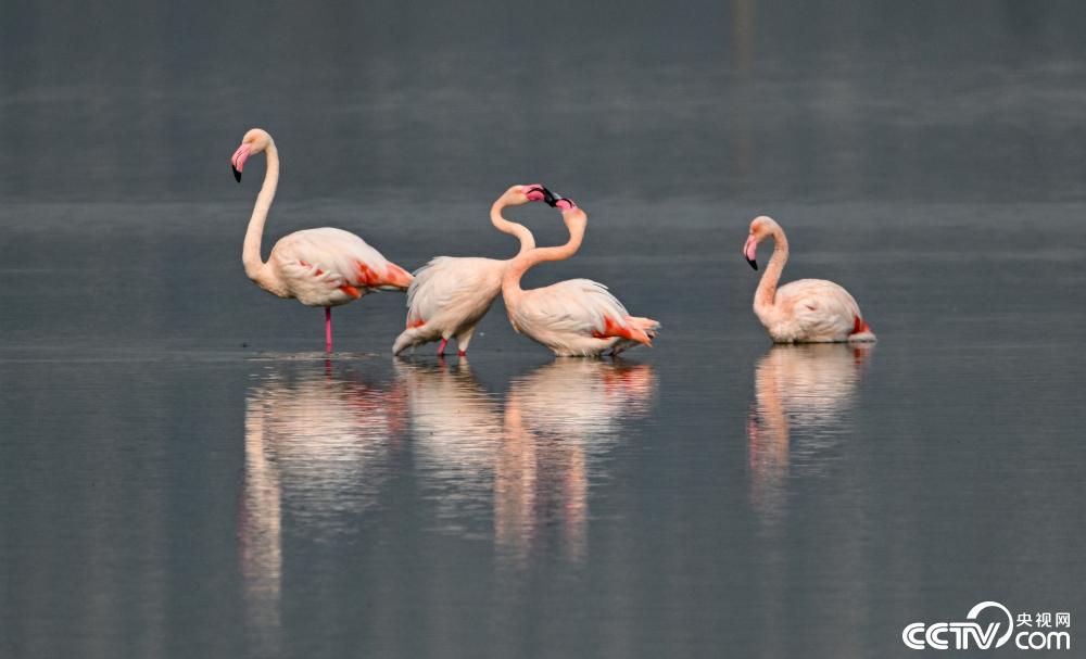 山西运城：火烈鸟在盐湖湿地栖息