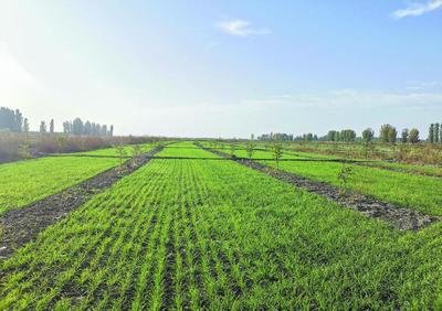 全国秋冬种接近尾声 冬小麦播种已过九成半