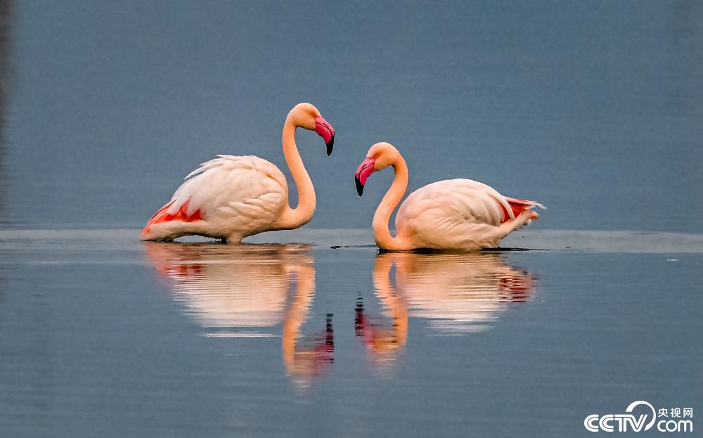 山西运城：火烈鸟在盐湖湿地栖息
