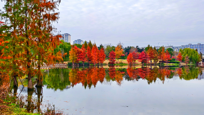 县区动态｜水杉披“红装” 晴光暖玉湖