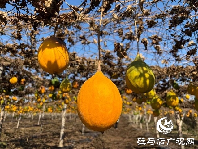 新蔡县陈店镇：瓜蒌喜获丰收 “金疙瘩”助农增收