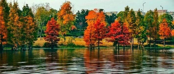 县区动态｜水杉披“红装” 晴光暖玉湖