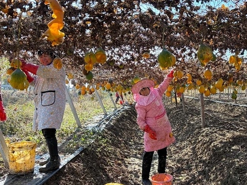 新蔡县陈店镇：千亩瓜蒌迎丰收 “黄金果”铺就致富路