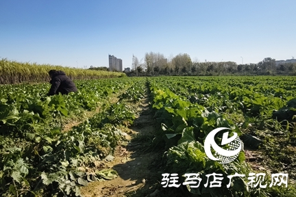 驻马店周边农场解锁冬日亲子新体验