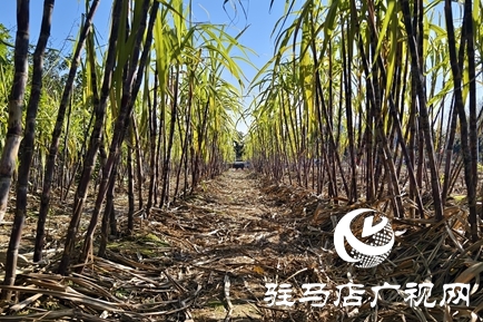 驻马店周边农场解锁冬日亲子新体验