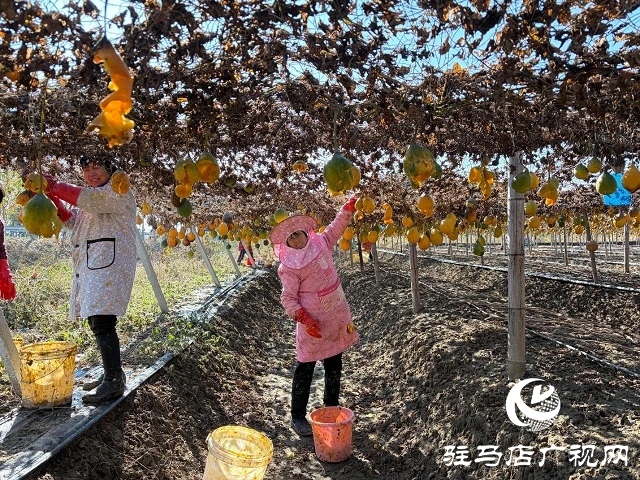 新蔡县陈店镇：千亩瓜蒌迎丰收 “黄金果”铺就致富路