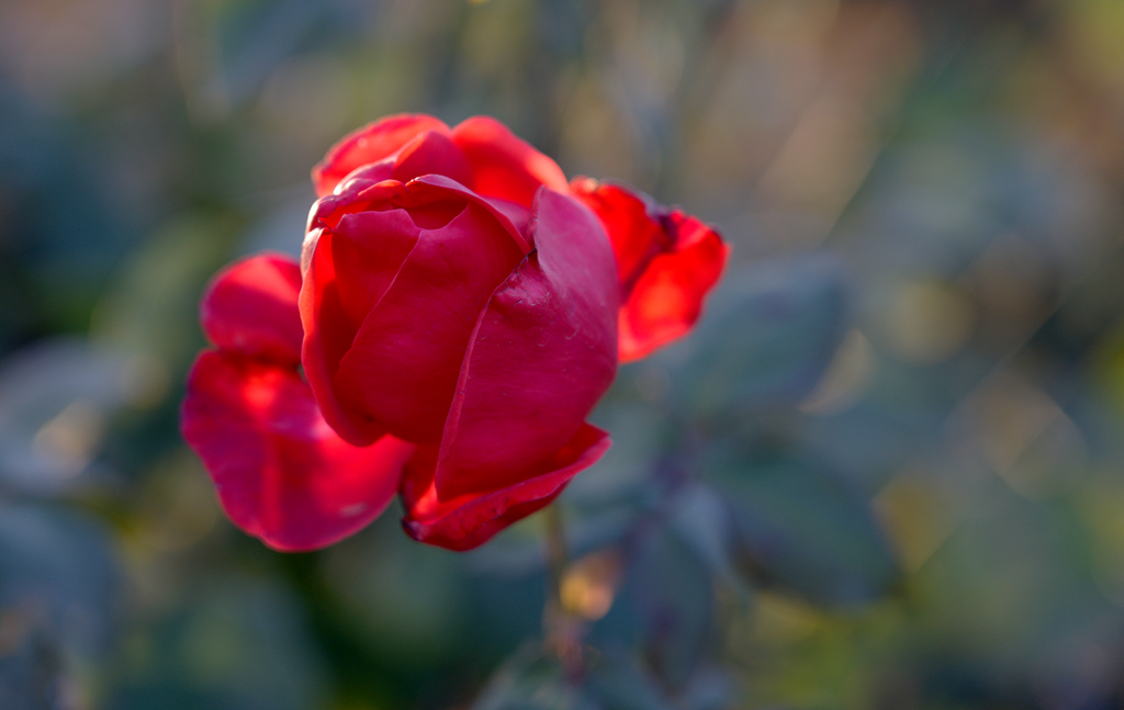 县区动态 | 月季迎冬开 繁花送香来