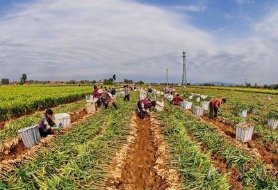 上蔡县五龙镇老李村：百亩生姜成村民致富“金疙瘩”