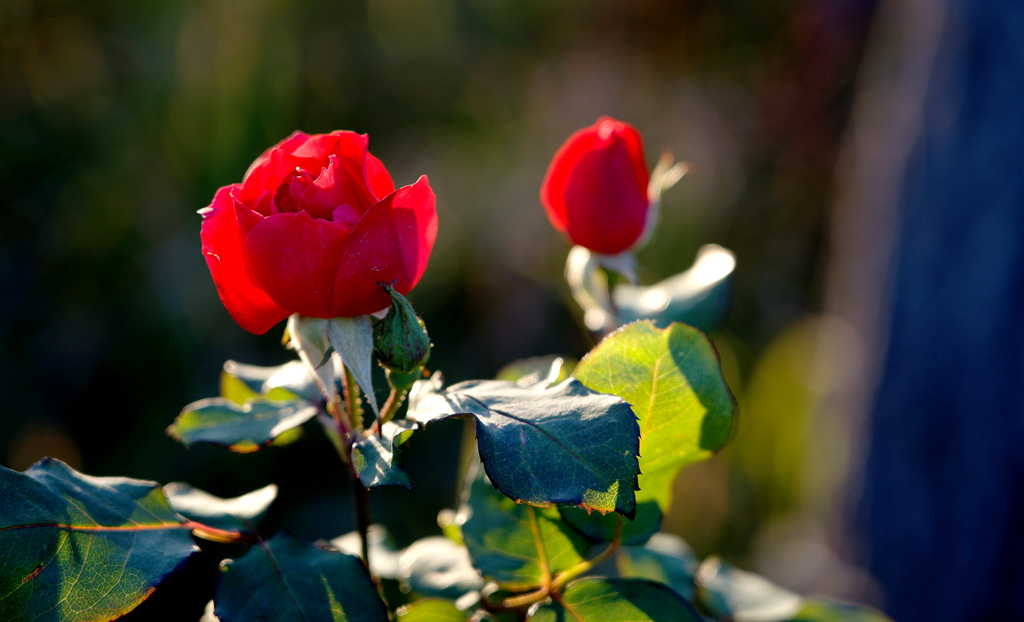 县区动态 | 月季迎冬开 繁花送香来
