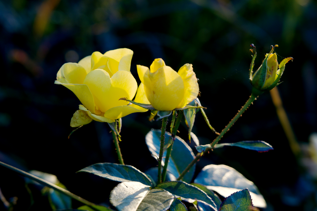 县区动态 | 月季迎冬开 繁花送香来