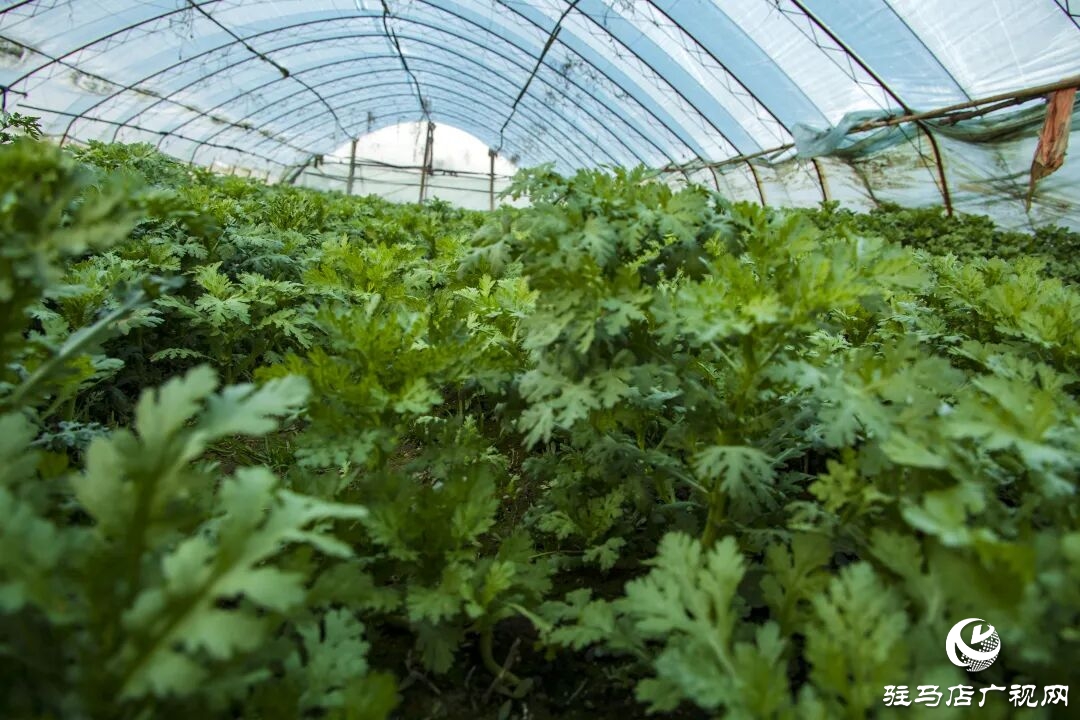 正阳县清源街道吴纪伟：扎根乡土 蹚出特色种植致富路