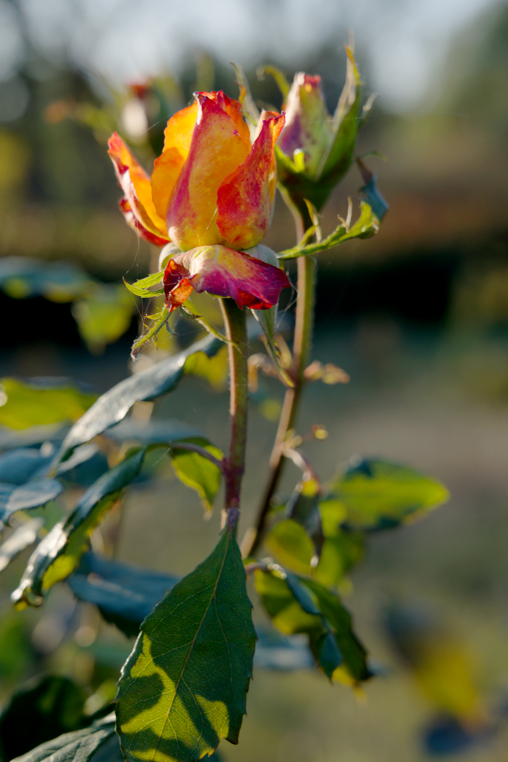 县区动态 | 月季迎冬开 繁花送香来