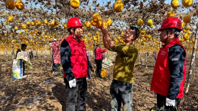 国网确山县供电公司：电力赋能“金瓜蒌”结出乡村振兴致富果