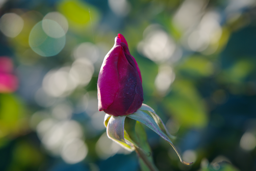 县区动态 | 月季迎冬开 繁花送香来