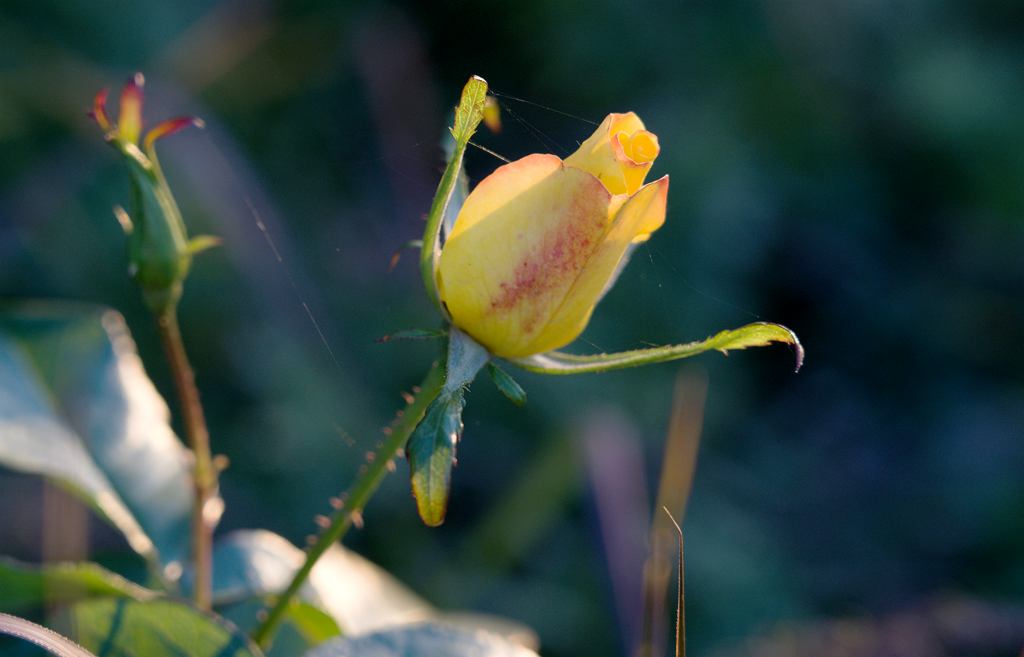 县区动态 | 月季迎冬开 繁花送香来