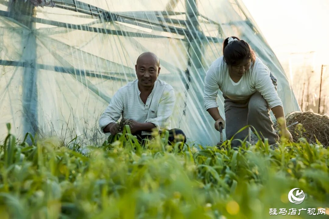 正阳县清源街道吴纪伟：扎根乡土 蹚出特色种植致富路