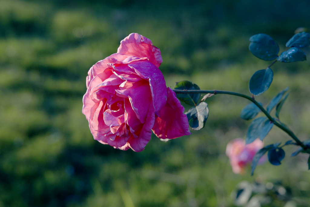县区动态 | 月季迎冬开 繁花送香来