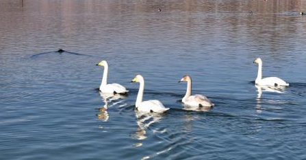 黄河青海化隆段迎来越冬大天鹅