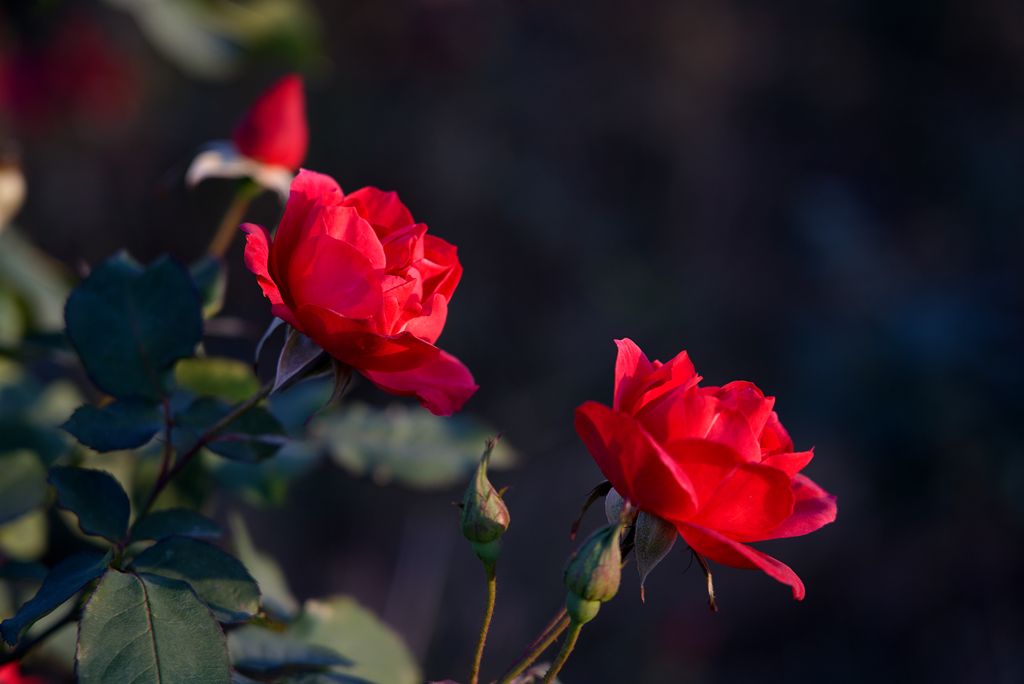 县区动态 | 月季迎冬开 繁花送香来