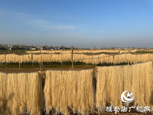 泌阳县郭集镇：小粉条串起致富链 绘就乡村振兴新图景