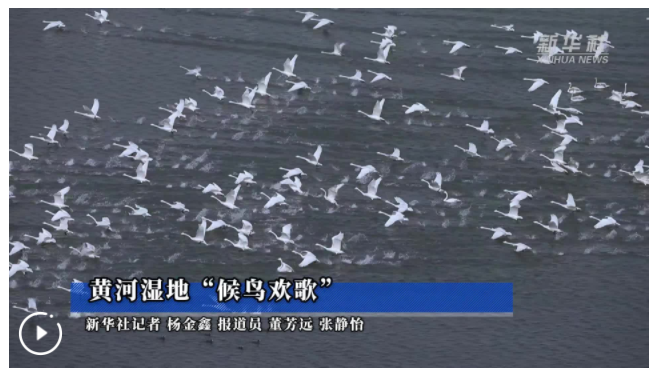 黄河湿地“候鸟欢歌”