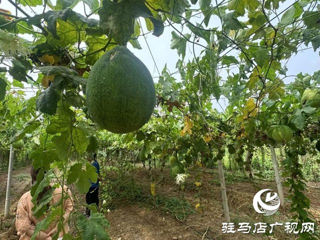 泌阳县高邑镇小屯村：瓜蒌种植结出乡村“振兴果”