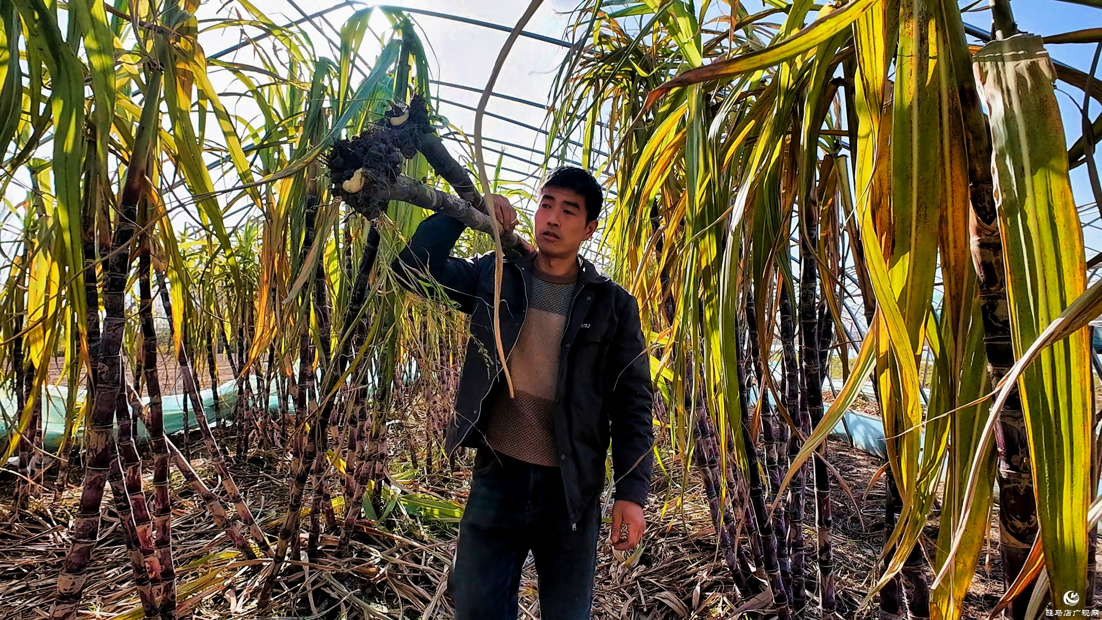 正阳县油坊店乡赵店村：“蔗”里丰收 “甜”到心坎
