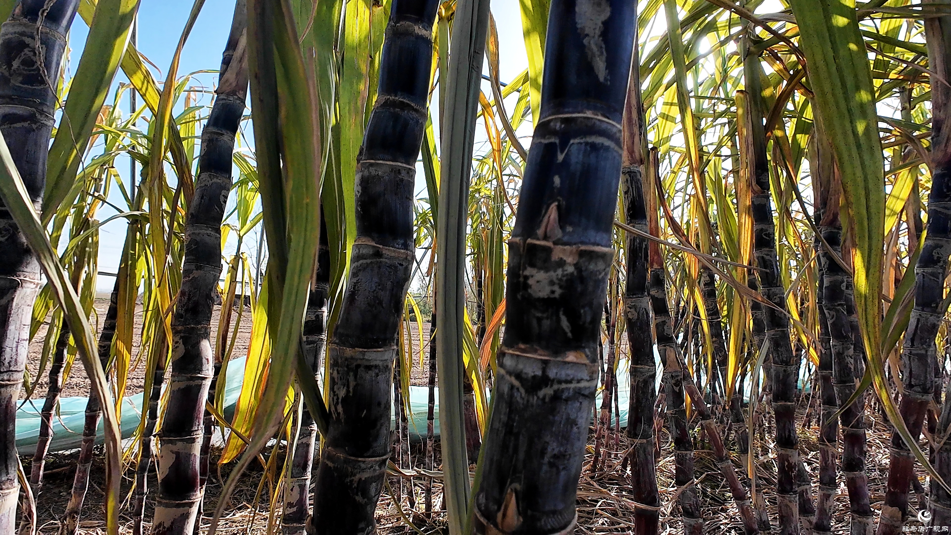 正阳县油坊店乡赵店村：“蔗”里丰收 “甜”到心坎