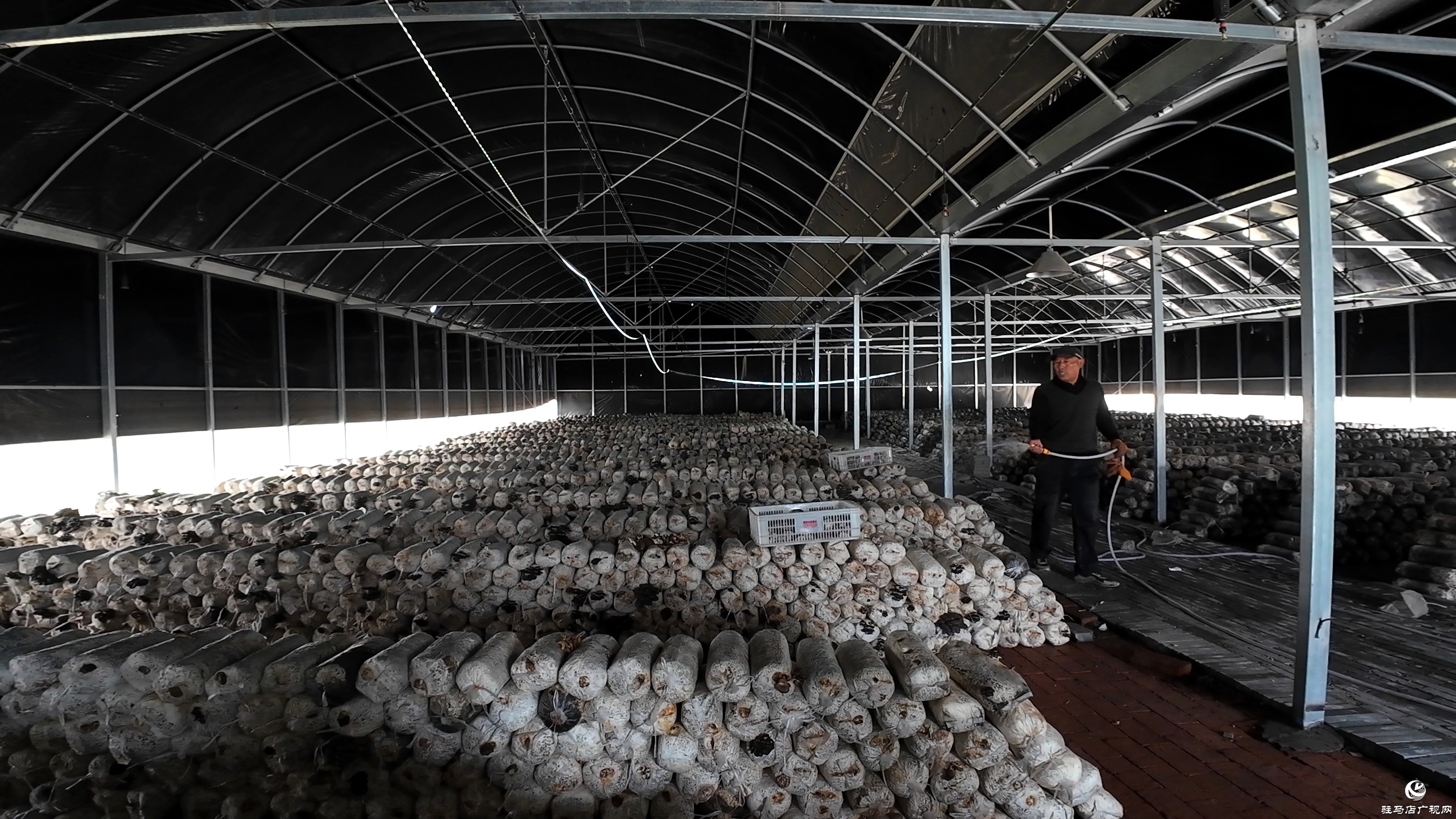 正阳县熊寨镇毛集村：菌菇撑起“致富伞” 乡村绽放“幸福花”