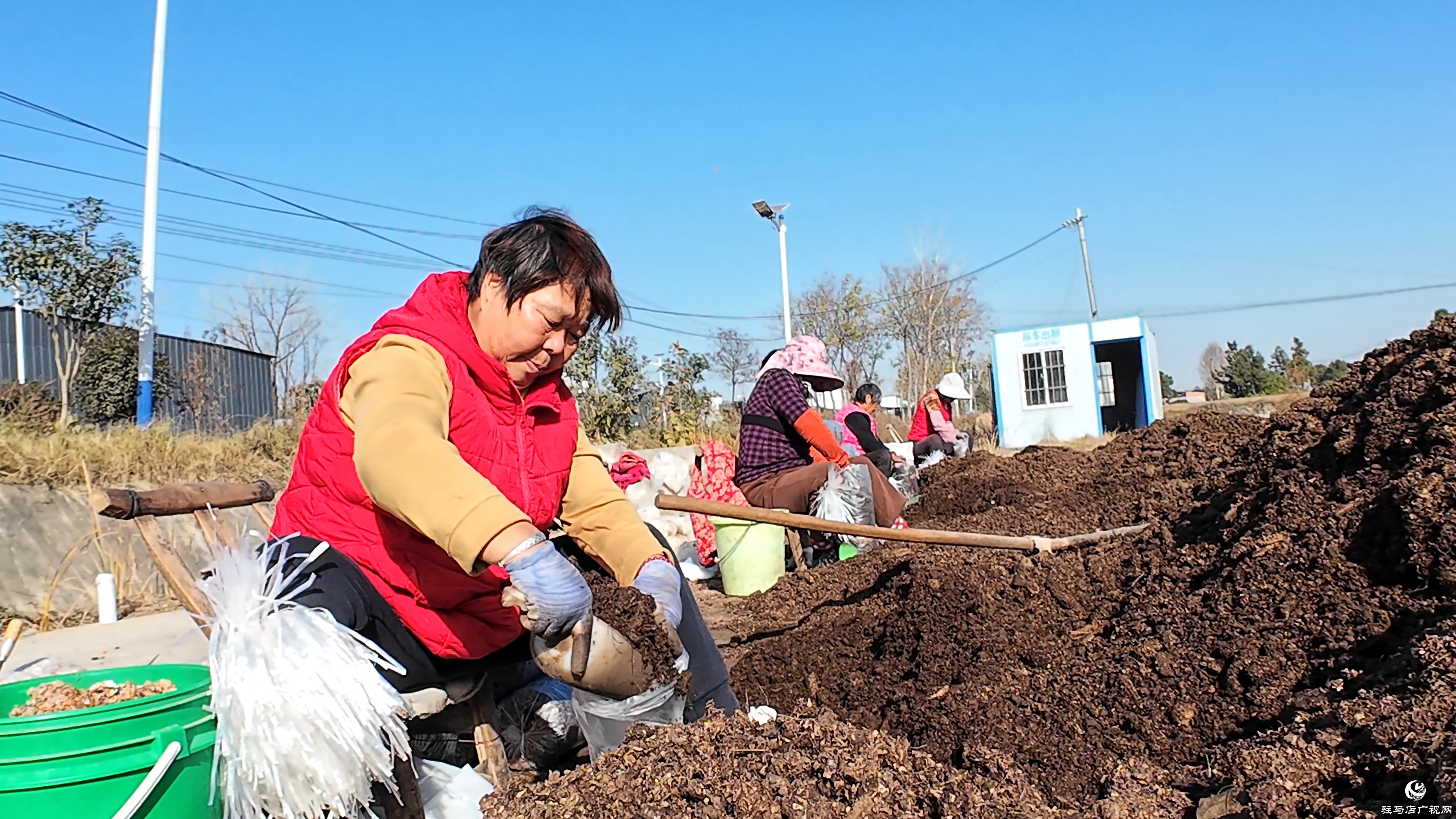 正阳县熊寨镇毛集村：菌菇撑起“致富伞” 乡村绽放“幸福花”
