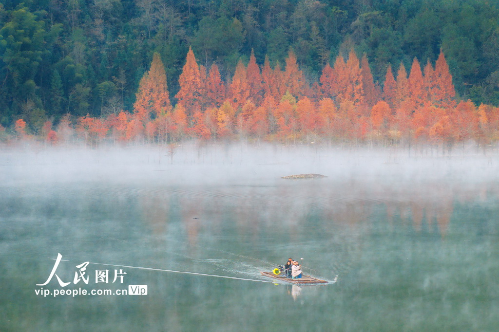 落羽杉湿地公园晨雾缭绕