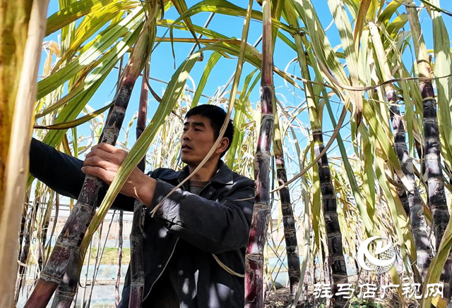 正阳县油坊店乡​​​​​​​：“蔗”里迎丰收 “甜”到心坎里