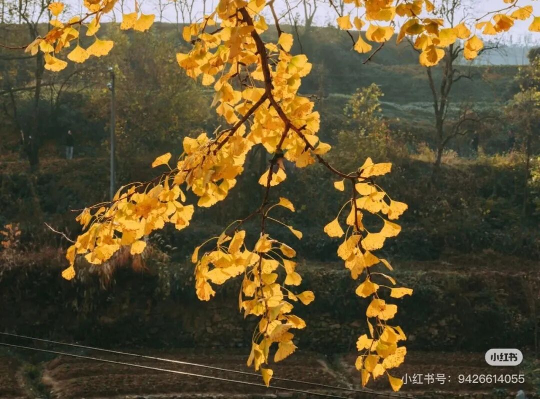 冬日信阳，独具魅力！